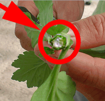 Digestive Micro Organisms 