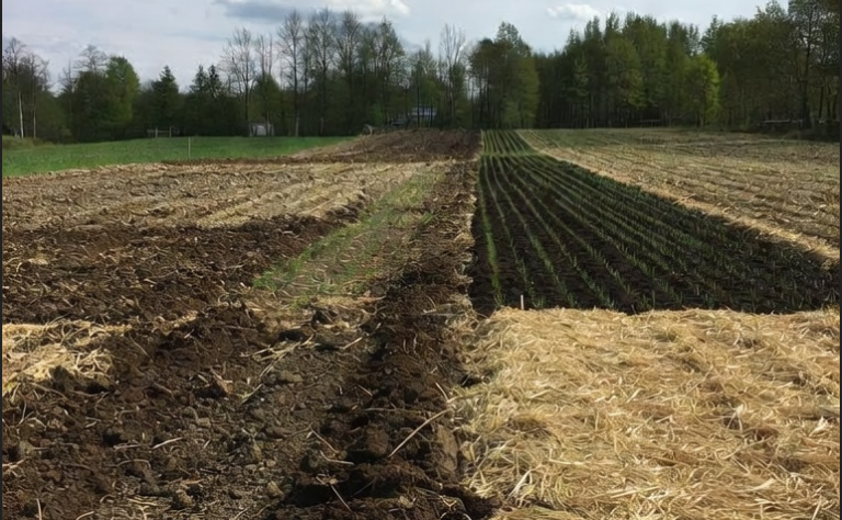 Re-balancing Depleted Soil with DMO: A Practical Guide for Commercial Farmers
