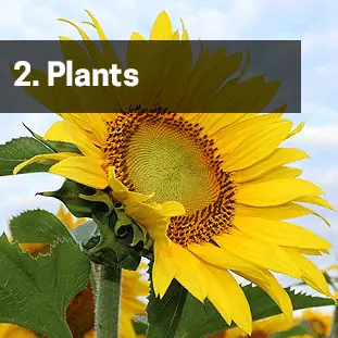 2. Plants
